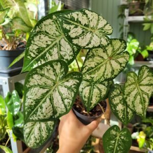 Caladium Snow Flurry