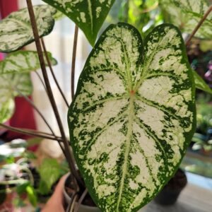 Caladium Snow Flurry