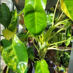 Philodendron Burle Marx Variegata