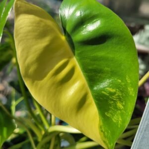 Philodendron Burle Marx Variegata