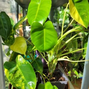 Philodendron Burle Marx Variegata