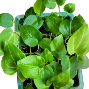 Anthurium crystallinum x forgetii (hybride) – Jeune plant
