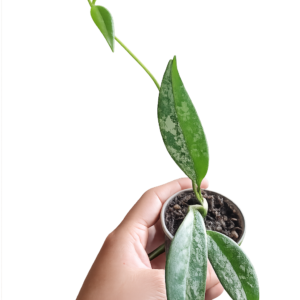 Hoya Pubicalyx Silver Spot