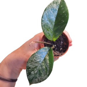 Hoya Carnosa Freckles