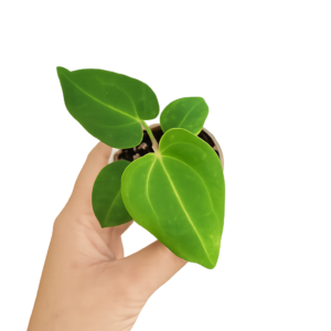 Anthurium crystallinum x forgetii (hybride) – Jeune plant