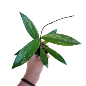 Hoya Pubicalyx Splash