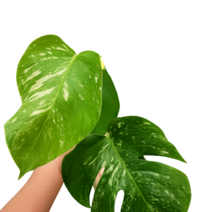 Monstera Albo Variegata