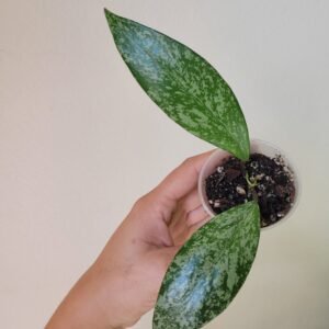 Hoya Pubicalyx Splash