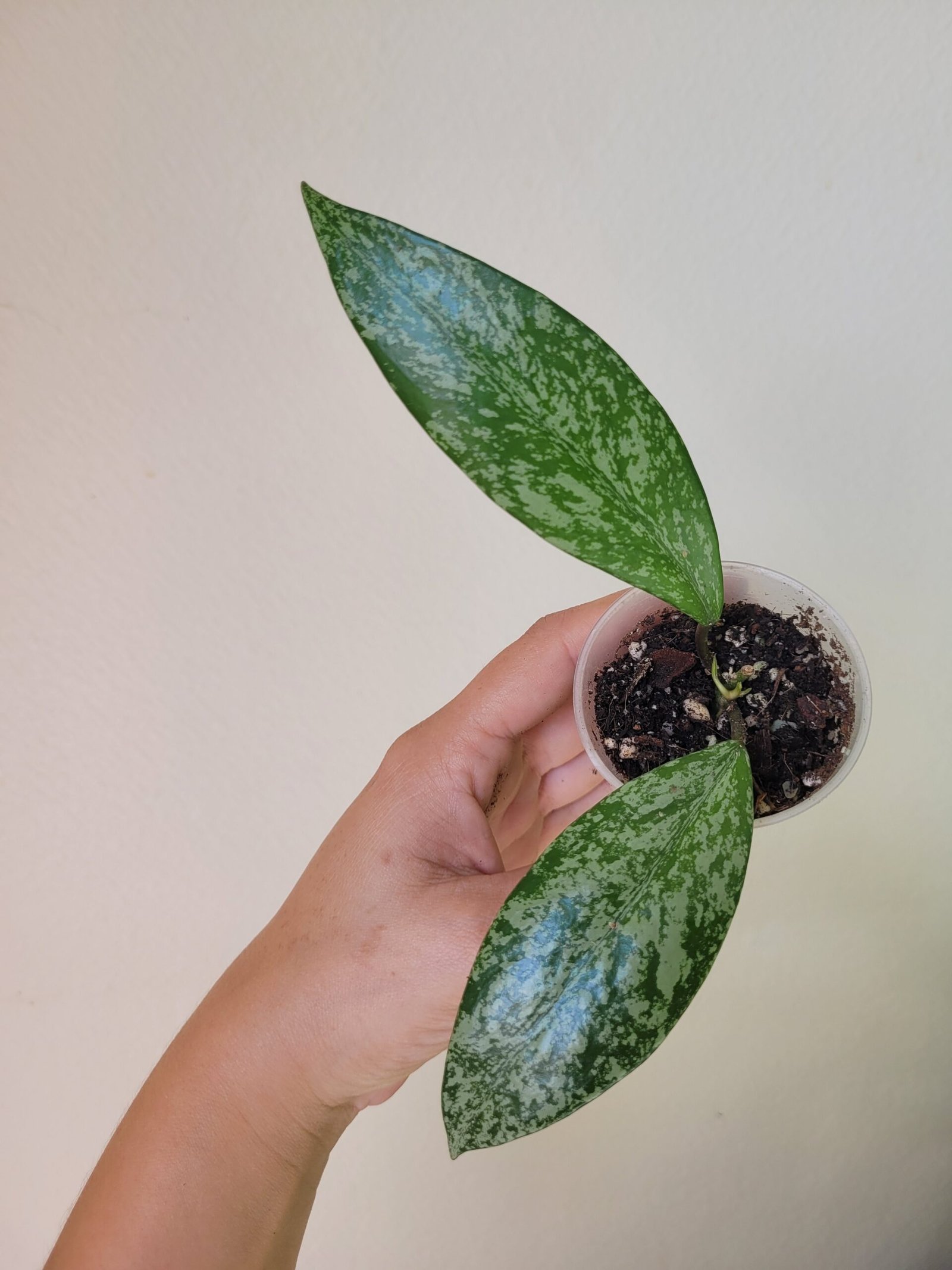 Hoya Pubicalyx Splash