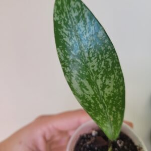 Hoya Pubicalyx Splash