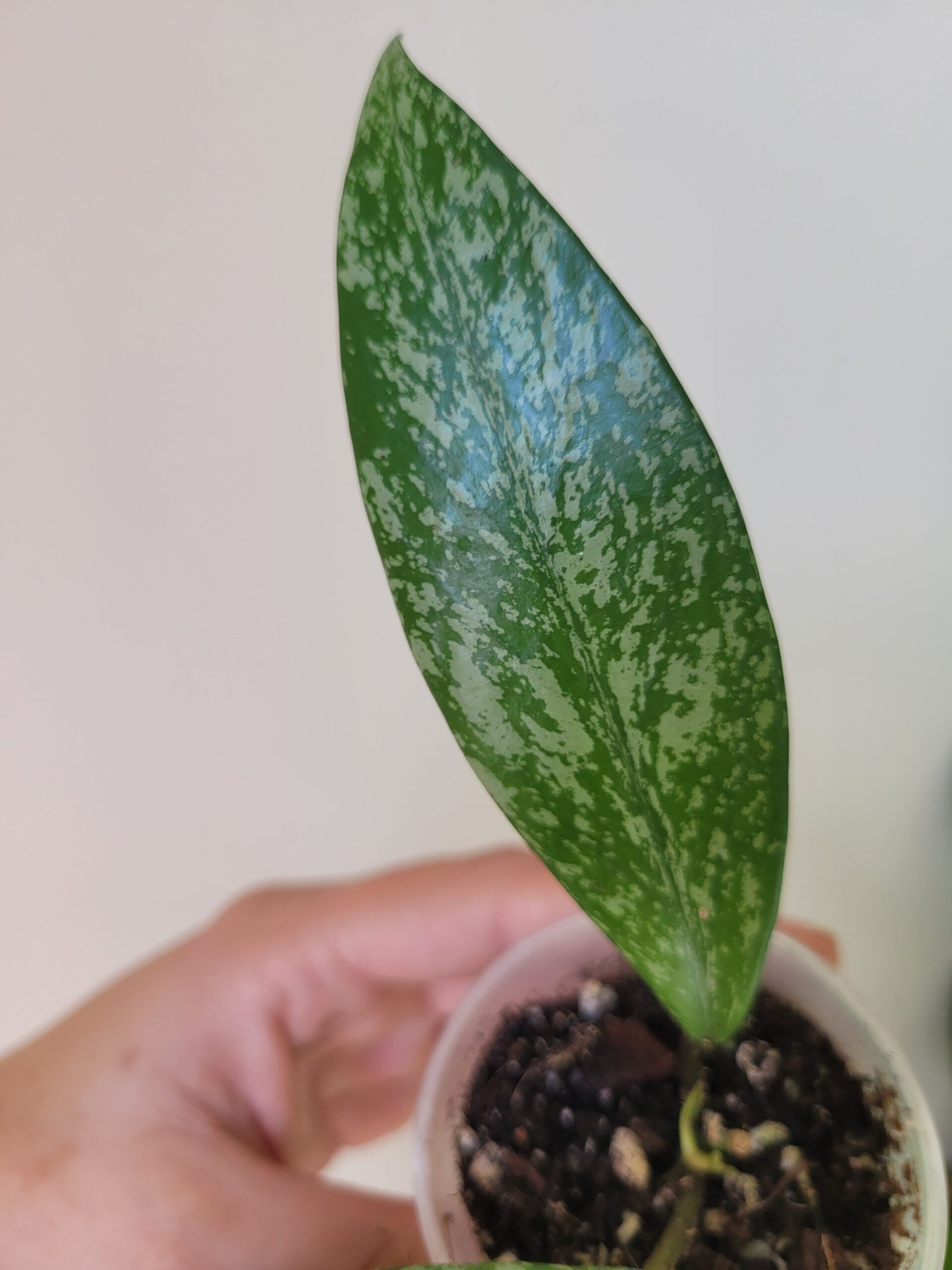 Hoya Pubicalyx Splash – Image 2