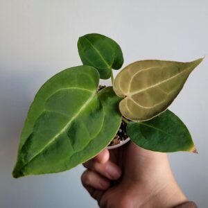 Anthurium crystallinum x forgetii (hybride) – Jeune plant