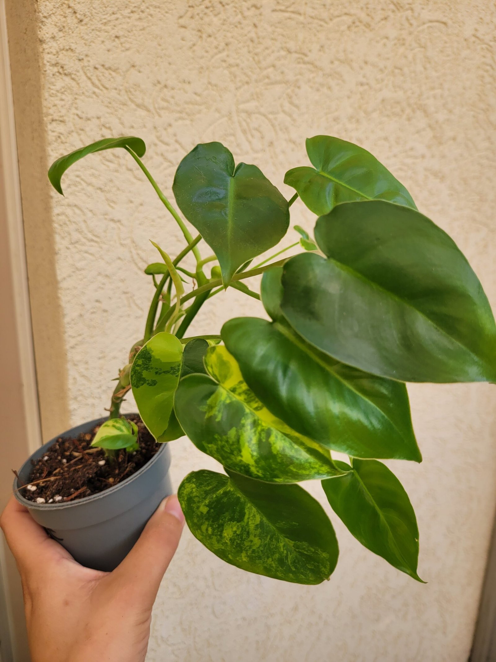 Philodendron Burle Marx Variegata – Image 3