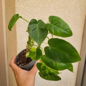 Philodendron Burle Marx Variegata