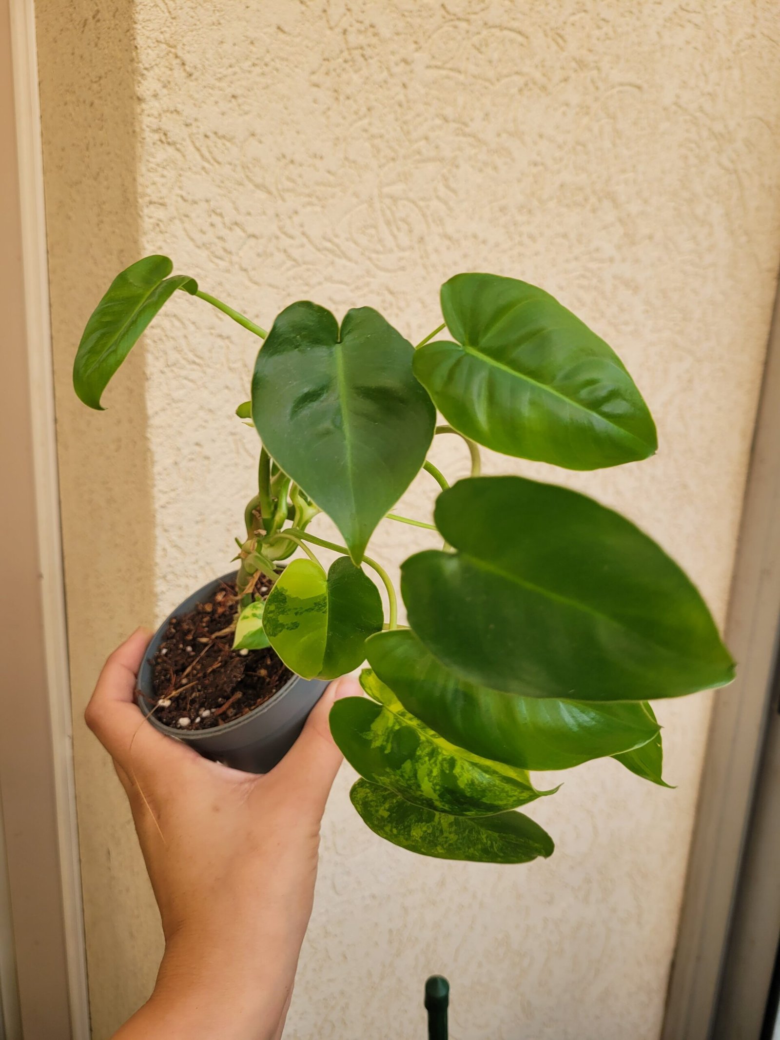 Philodendron Burle Marx Variegata – Image 2