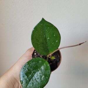 Hoya Carnosa Freckles