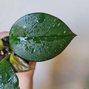 Hoya Carnosa Freckles