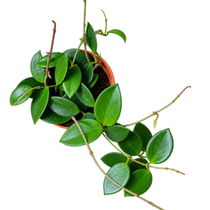Hoya Chouke