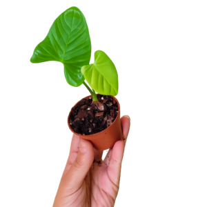 Anthurium Balaoanum