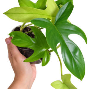 Philodendron Florida Ghost D6