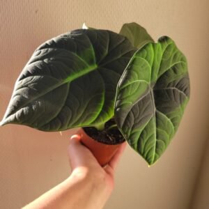 Alocasia &lsquo;Maharani&rsquo; – Pot 8 cm