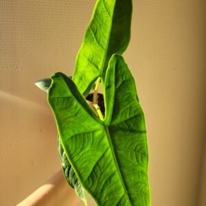 Alocasia sulawesi &lsquo;Green Carpet&rsquo; – Pot 8 cm