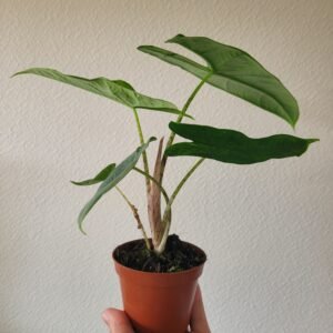 Alocasia sulawesi &lsquo;Green Carpet&rsquo; – Pot 8 cm