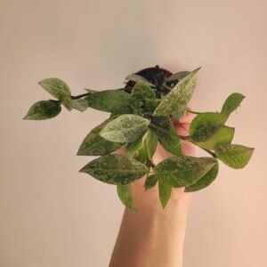 Hoya lacunosa ‘Snow Leopard’ – Pot 6 cm