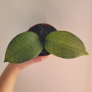 Hoya clemensiorum SHORT LEAF – Pot 10.5 cm