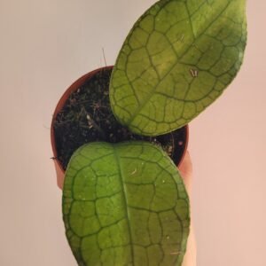 Hoya clemensiorum SHORT LEAF – Pot 10.5 cm