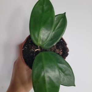 Hoya &lsquo;Timor&rsquo; – Pot 10.5 cm