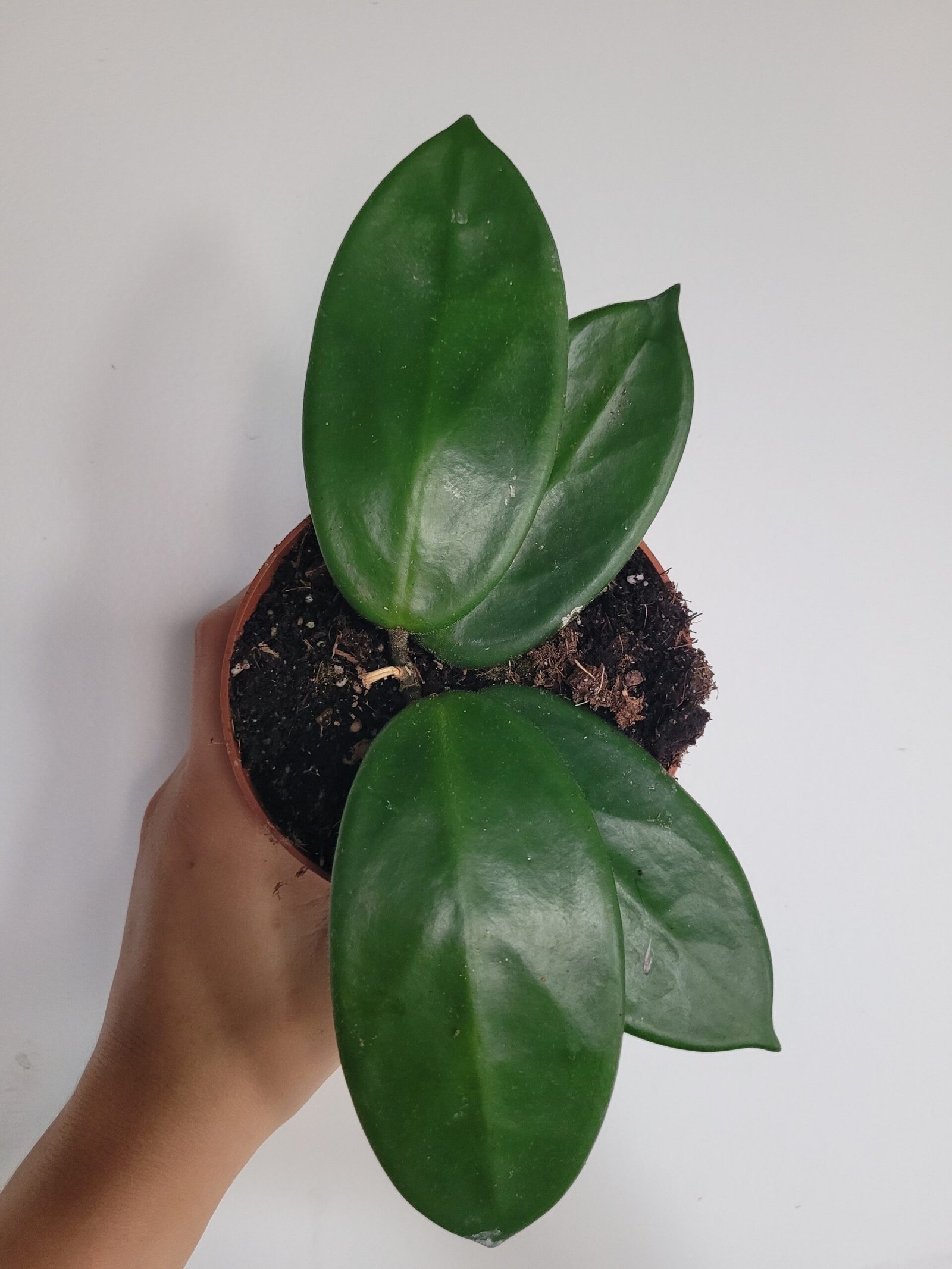 Hoya 'Timor' – Pot 10.5 cm