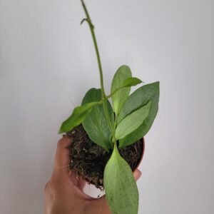 Hoya nicholsoniae ‘New Guinea Ghost’ – Pot 8 cm