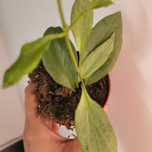 Hoya nicholsoniae ‘New Guinea Ghost’ – Pot 8 cm