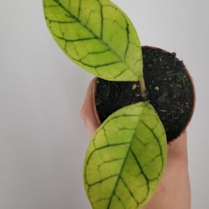 Hoya callistophylla &lsquo;KAL 16&rsquo; – Pot 8 cm