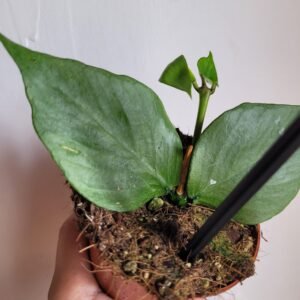 Hoya polyneura – Pot 8 cm