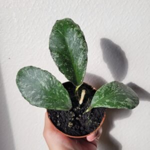 Hoya waymaniae ‘Kapuas’ – Pot 8 cm