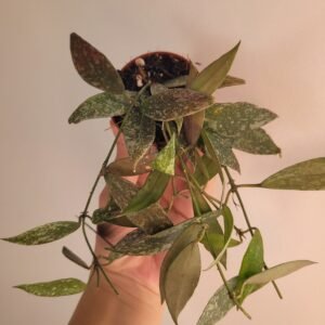 Hoya lacunosa sp Laos – Pot 6 cm