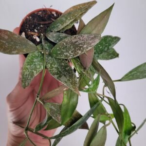 Hoya lacunosa sp Laos – Pot 6 cm