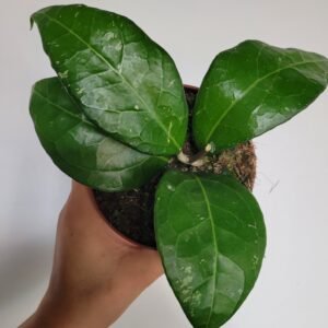 Hoya verticillata ‘Lampung’ – Pot 10.5 cm