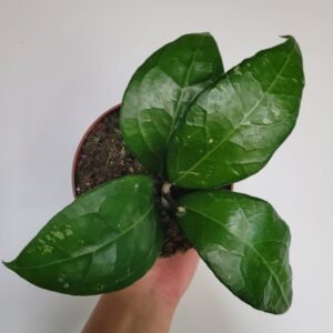 Hoya verticillata ‘Lampung’ – Pot 10.5 cm