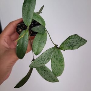 Hoya sigillatis ‘Silver’ – Pot 6 cm
