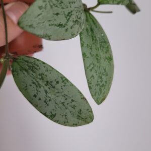 Hoya sigillatis ‘Silver’ – Pot 6 cm