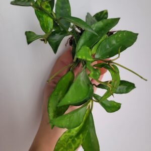 Hoya lacunosa ‘Amarillo’ – Pot 6 cm