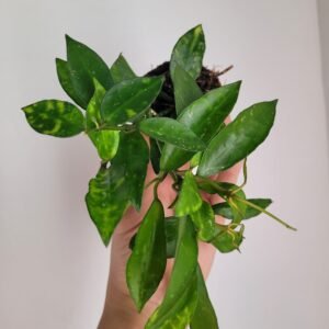 Hoya lacunosa ‘Amarillo’ – Pot 6 cm