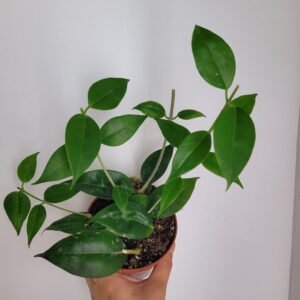 Hoya paziae – Pot 10.5 cm