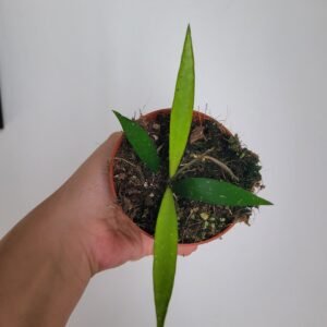 Hoya hypolasia – Pot 8 cm