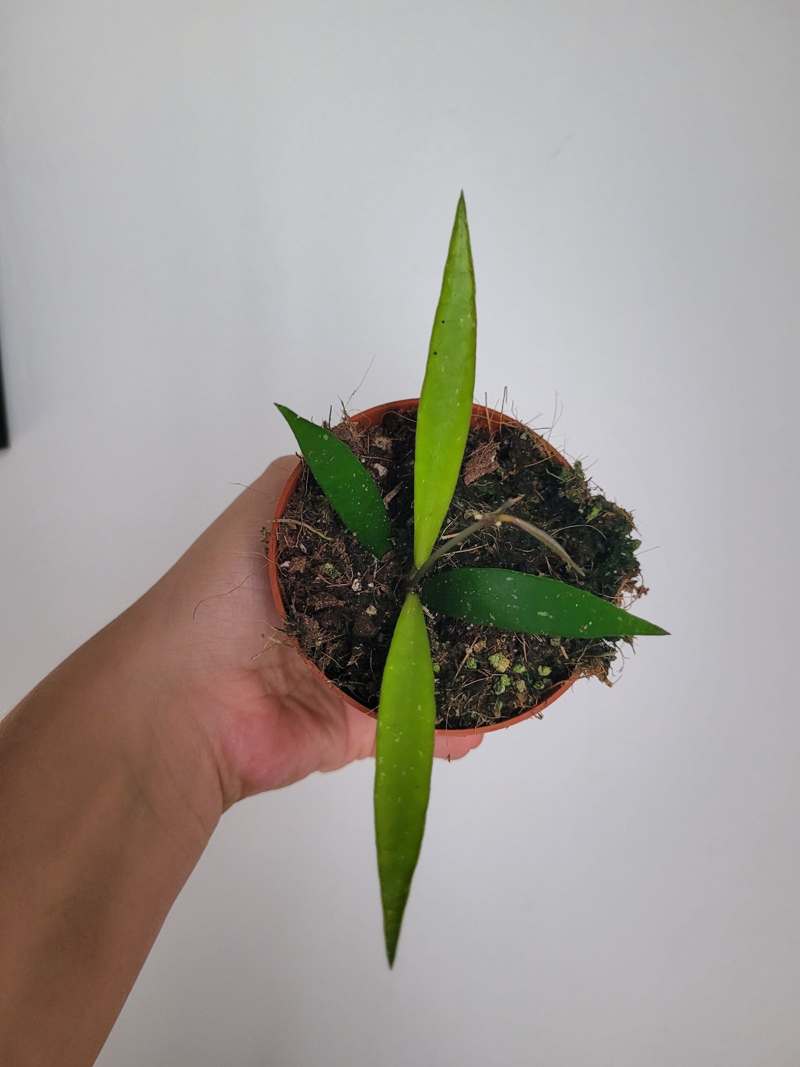 Hoya hypolasia – Pot 8 cm