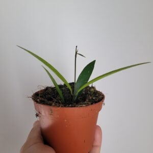 Hoya hypolasia – Pot 8 cm