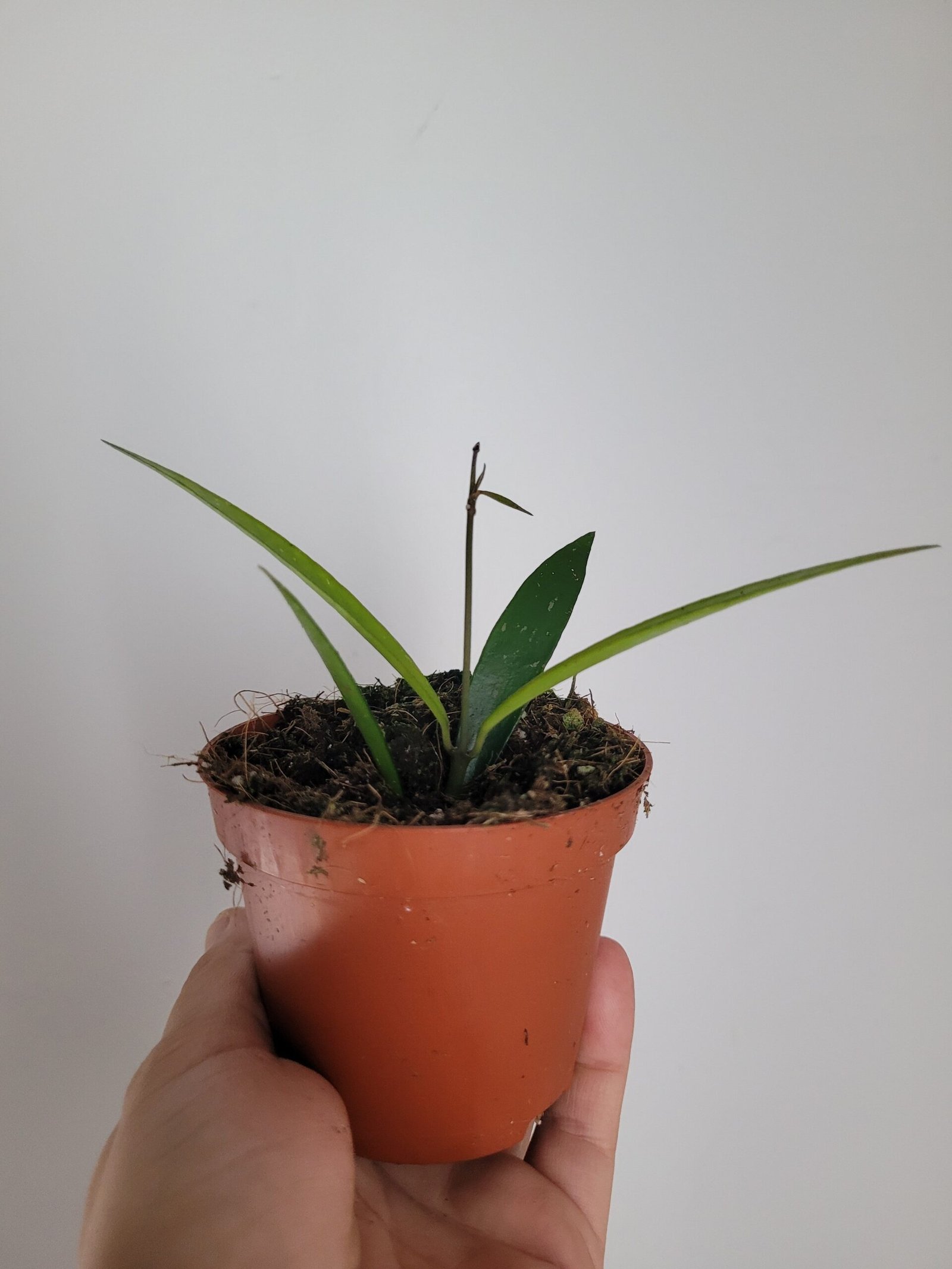 Hoya hypolasia – Pot 8 cm – Image 2